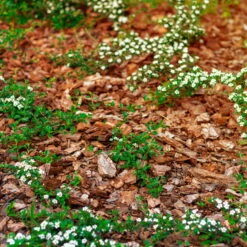 Stauden- & Rosenmulch, 2880l, 48 Sack à 60l -Gartenbedarf 0960 rindenmulch 1 125175