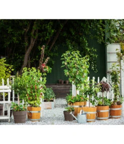 Küferei Kardos Robinienkübel, Rund -Gartenbedarf 1709096 1709401 1709443 1709732 1709807 1710037 WE MO 002 Robinienkuebelrund