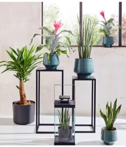 Bogenhanf - Sansevieria Cylindrica 'Mikado' 11 Bogenhanf - Sansevieria Cylindrica 'Mikado' -Gartenbedarf 20180515 PR MO 001 AechmeaSansevieriaBL15