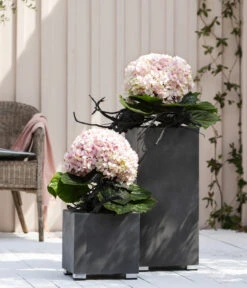 Bauern-Hortensie 'Avantgarde' -Gartenbedarf 20210415 WE MO 001 HortensieAvantgarde BL08 2022 01