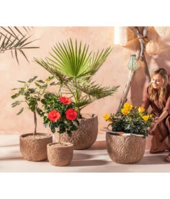 Zimmerhibiskus - Hibiscus Rosa-sinensis, Verschiedene Sorten 13 Zimmerhibiskus - Hibiscus Rosa-sinensis, Verschiedene Sorten -Gartenbedarf 20210520 WE MO 001 Orientalisch