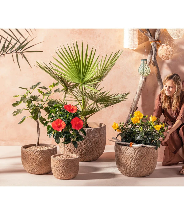 Zimmerhibiskus - Hibiscus Rosa-sinensis, Verschiedene Sorten 6 Zimmerhibiskus - Hibiscus Rosa-sinensis, Verschiedene Sorten – Bild 4