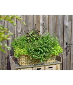 Van Der Leeden Rattan-Pflanzkasten, Graubraun 15 Van Der Leeden Rattan-Pflanzkasten, Graubraun -Gartenbedarf 3692761 3692548 3692506 WE MO 005 RattanPflanzkastenbraun