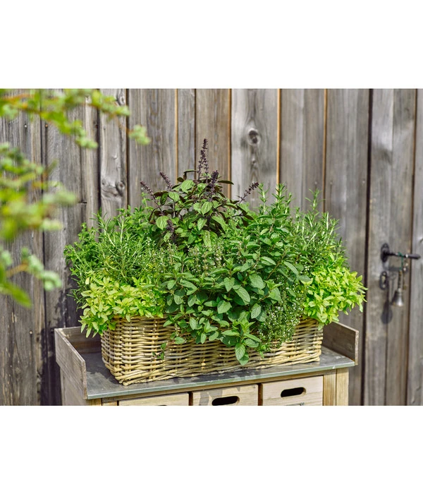 Van Der Leeden Rattan-Pflanzkasten, Graubraun 5 Van Der Leeden Rattan-Pflanzkasten, Graubraun – Bild 3