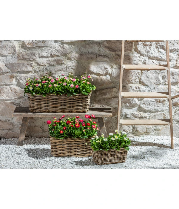 Van Der Leeden Rattan-Pflanzkasten, Graubraun 12 Van Der Leeden Rattan-Pflanzkasten, Graubraun – Bild 10