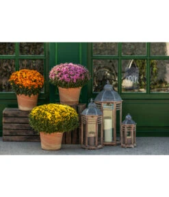 Spang Terrakotta-Topf Toscana, Rund -Gartenbedarf 3697612 WE MO 003 TerrakottaTopfToscana