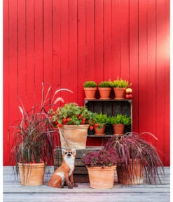 Spang Terrakotta-Topf Toscana, Rund -Gartenbedarf 3697612 WE MO 004 TerrakottaTopfToscanarund