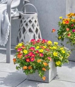 Dehner Polystone-Topf Sydney, Quadratisch, Grau 8 Dehner Polystone-Topf Sydney, Quadratisch, Grau -Gartenbedarf 3920998 3921004 4261632 WE MO 002 DehnerPolystoneTopfSydneyquadratischgrau