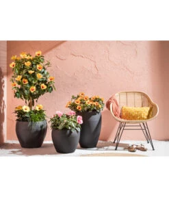 Zimmerhibiskus - Hibiscus Rosa-sinensis, Verschiedene Sorten 14 Zimmerhibiskus - Hibiscus Rosa-sinensis, Verschiedene Sorten -Gartenbedarf 4319398 PR MO 001 KunststoffTopfSchwarz