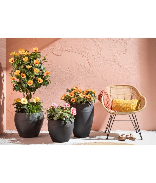 Zimmerhibiskus - Hibiscus Rosa-sinensis, Verschiedene Sorten 7 Zimmerhibiskus - Hibiscus Rosa-sinensis, Verschiedene Sorten – Bild 5