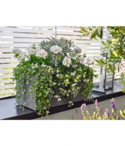 Dehner Leichtbeton-Kasten Rock, Rechteckig, Grau -Gartenbedarf 5157607 5157615 WE MO 001 DehnerLeichtbetonKastenrockgrau