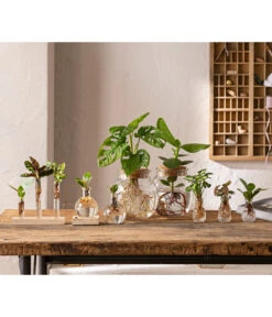 Waterplant Balsamapfel Im Kugelglas - Clusia Rosea 'Princess', Mit LED 8 Waterplant Balsamapfel Im Kugelglas - Clusia Rosea 'Princess', Mit LED -Gartenbedarf 6125066 WE MO 001 WaterPlants