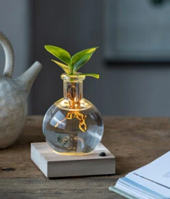 Titelseite 10 Titelseite -Gartenbedarf 6125074 WE MO 001 WaterPlantClusiaLED