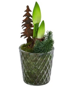 Amaryllis Im Glastopf, Ca. Ø14 Cm