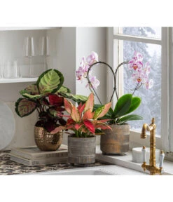 Dehner Beton-Übertopf Nola, Rund, Grau-kupfer -Gartenbedarf 6732499 6732929 6784912 WE MO 001 TopfNolaGold