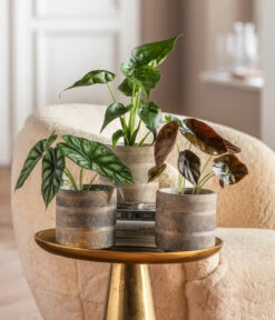 Dehner Beton-Übertopf Nola, Rund, Grau-kupfer -Gartenbedarf 6732515 WE MO 001 GlamourPaketNola