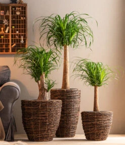 Dehner Holz-Korb Akira, Rund, Braun -Gartenbedarf 6788533 6788400 6788442 6788426 WE MO 001 TopfAkiraBraun