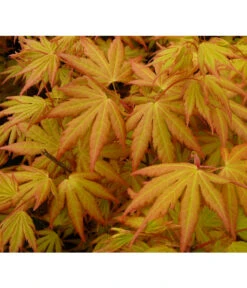 Fächerahorn 'Orange Dream' -Gartenbedarf 7007016 WE DE 002 AcerAhornOrangeDreamAllgreen