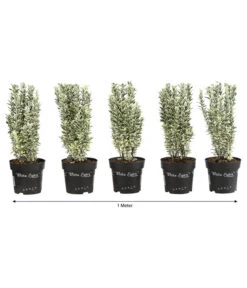 1 Meter Spindelstrauch 'White Spire', 5 X Ca. 40-45 Cm