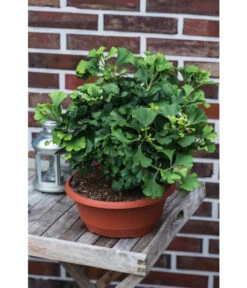 Ginkgobaum - Fächerblattbaum 'Marijke' 7 Ginkgobaum - Fächerblattbaum 'Marijke' -Gartenbedarf 7196082 PR MO 001 GinkgoBilobaMarijke