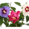 Hibiskus-Trio - Garten-Eibisch 1 Hibiskus-Trio - Garten-Eibisch -Gartenbedarf 7213630 WE DE 001 HibiscusTrioGartenhibiskusDreifarbig