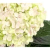 Bauern-Hortensie 'Avantgarde' -Gartenbedarf 7220148 WE DE 002 HydrangeaMacrophyllaAvantgardeHortensie5LDehnerExpressHerzig