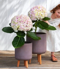 Bauern-Hortensie 'Avantgarde' -Gartenbedarf 7220148 WE MO 001 HortensieAvantgard5L