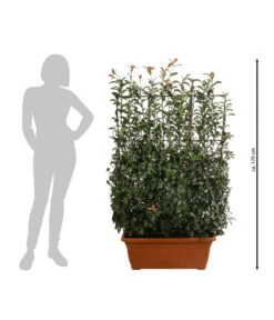 Purpur-Glanzmispel 'Glanzkopf', Ca. 170 Cm -Gartenbedarf 7305329 WE BG 002 PurpurGlanzmispelGlanzkopf170