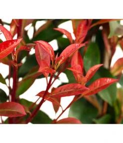 Purpur-Glanzmispel 'Glanzkopf', Ca. 170 Cm -Gartenbedarf 7305329 WE DE 002 PhotinaXfraseriPupurGlazmispel