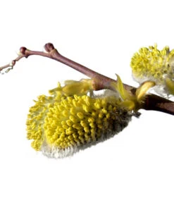 Kätzchen-Weide - Nordische Bäumchen-Weide -Gartenbedarf 7464571 BildD 001 KaetzchenWeideNordischeBaeumchenWeideSalixArbusculaSt