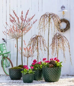 Dehner Keramik-Topf Elite -Gartenbedarf 7464738 8816498 6705461 WE MO 001 KaetzchenweideStaengelprimelTopfElite