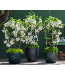 Dehner Keramik-Topf Elite -Gartenbedarf 7542905 8007429 6705461 WE MO 001 WisteriaWeiss