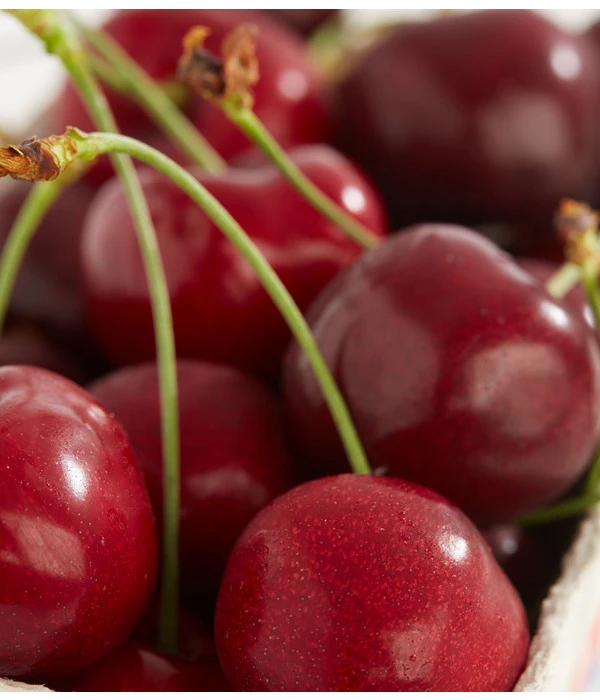 Süßkirschen-Duo 'Kordia/Burlat' 4 Süßkirschen-Duo 'Kordia/Burlat' – Bild 2