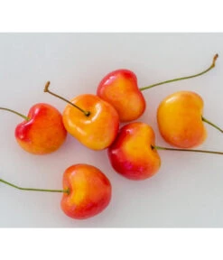 Kirschen-Duo 'Regina/Napoleon' -Gartenbedarf 7657570 WE MO 001 SuesskirscheGrossePrinzessinPixabay