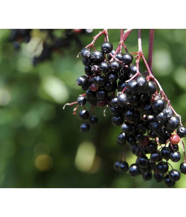 Holunder 'Black Tower' 5 Holunder 'Black Tower' – Bild 3