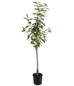 Kaki 'Ragno' -Gartenbedarf 7693385 WE FS 001 DiospyrosKakiRagno