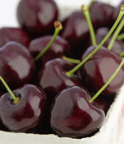 Süßkirschen-Duo 'Kordia/Burlat' 8 Süßkirschen-Duo 'Kordia/Burlat' -Gartenbedarf 7703143 PR DE 001 KirscheKordiaDehnerExpressZS