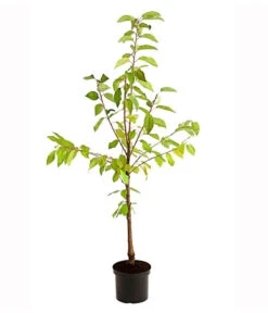 Süßkirschen-Duo 'Kordia/Burlat' 9 Süßkirschen-Duo 'Kordia/Burlat' -Gartenbedarf 7703234 PR FS 001 KirschenDuoKordiaBurlat95LiterDehnerExpressHerzig