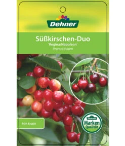 Kirschen-Duo 'Regina/Napoleon' -Gartenbedarf 7738792 Suesskirschen DuoReginaNapoleon Etikett 1