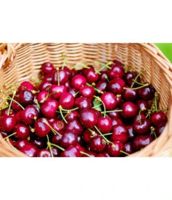 Kirschen-Duo 'Regina/Napoleon' -Gartenbedarf 7738792 WE MO 001 KirschenDuoReginaNapoleon Pixabay