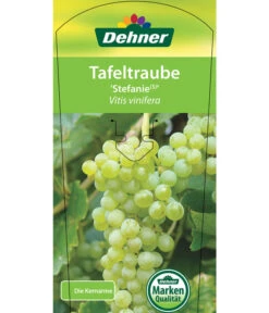 Tafeltraube 'Stefanie' 8 Tafeltraube 'Stefanie' -Gartenbedarf 7773278 TafeltraubeStefanie Etikett 1