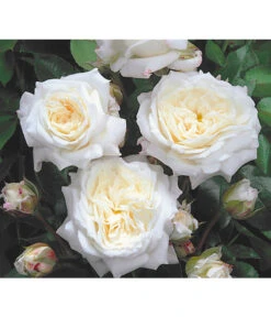 Edelrosen-Mix 'Nostalgie®' -Gartenbedarf 7800063 BildD 001 EdelrosenNostalgieMixNostalgieRosenTantauRet