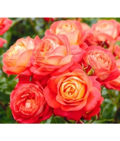 Edelrosen-Mix 'Nostalgie®' -Gartenbedarf 7800063 BildD 005 EdelrosenNostalgieMixNostalgieRosenTantauRet