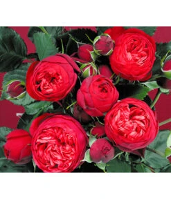 Edelrosen-Mix 'Nostalgie®' -Gartenbedarf 7800063 BildD 007 EdelrosenNostalgieMixNostalgieRosenTantauRet