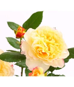 Edelrosen-Mix 'Nostalgie®' -Gartenbedarf 7800063 PR DE 001 NostalgieRosen6LiterEdelroseAquarellDehnerExpressHerzig