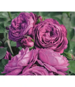 Edelrosen-Mix 'Nostalgie®' -Gartenbedarf 7800063 PR MO 001 RoseHeidiKlumRosenTantauRet