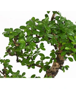 Bonsai Fukientee - Carmona Microphylla, 12-15 Jahre -Gartenbedarf 7976996 WE DE 001 BonsaiFukienteeCarmonaMicrophyllaBis15JahreDehnerExpressHerzig2