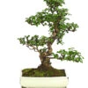 Bonsai Fukientee - Carmona Microphylla, 12-15 Jahre 1 Bonsai Fukientee - Carmona Microphylla, 12-15 Jahre -Gartenbedarf 7976996 WE FS 001 BonsaiFukienteeCarmonaMicrophyllaBis15JahreDehnerExpressHerzig3