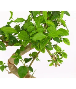 Bonsai Chinesischer Liguster - Ligustrum Sinensis, Anfänger-Set -Gartenbedarf 7977069 WE DE 001 GeschenksetBonsaiChinesischerLigusterLigustrumSinensis6JahreDehnerExpressHerzig