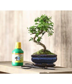 Bonsai Chinesischer Liguster - Ligustrum Sinensis, Anfänger-Set -Gartenbedarf 7977069 WE MO 001 GeschenksetBonsaiChinesischerLigusterLigustrumSinensis6JahreDehnerExpressHerzig